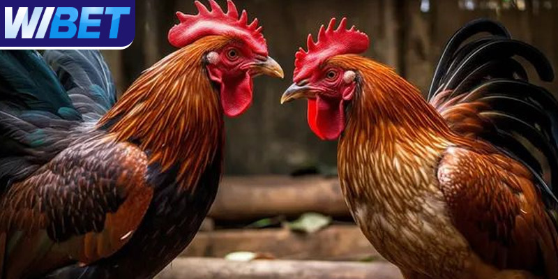Các cửa đặt cược chính trong đá gà Campuchia tại WIBET