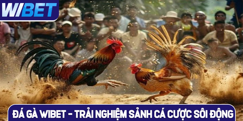 Tổng quan chuyên mục đá gà WIBET