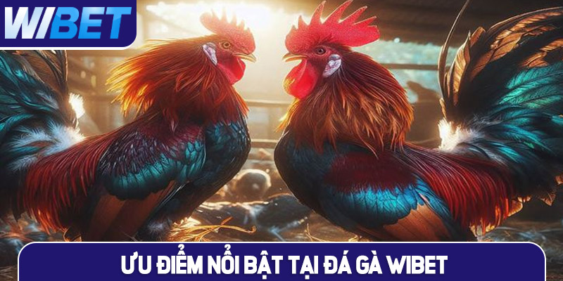 Ưu điểm khiến hội viên thích thú tại đá gà WIBET